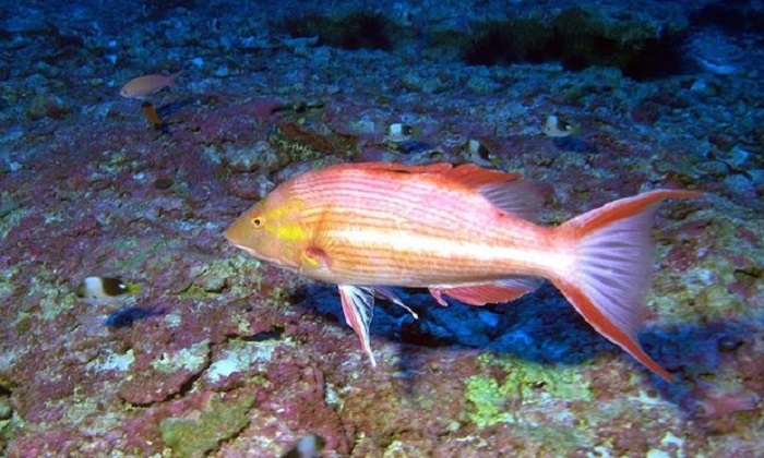 Obama to create world`s largest protected marine area off Hawaii 